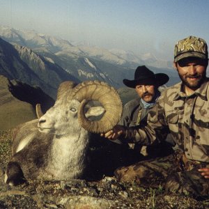 Dall's Sheep Hunt