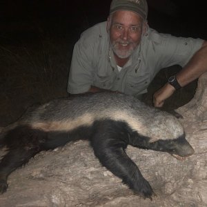 Honey Badger Hunt South Africa