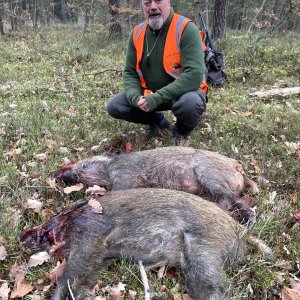 Wild Boar Hunt Slovakia
