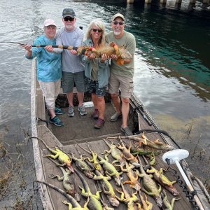 Iguana Hunting Florida