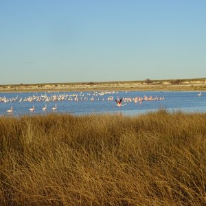 Flamingo's Kgalagadi Gemsbok Park South Africa