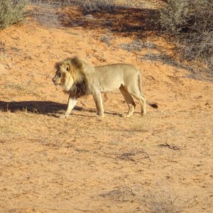 Lion Kgalagadi Gemsbok Park South Africa