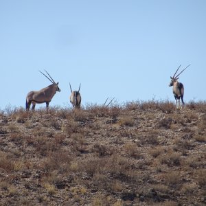 Gemsbok Kgalagadi Gemsbok Park South Africa