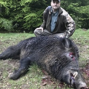 Wild Boar Hunt Romania