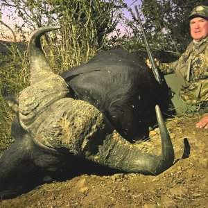 Buffalo Hunt Eastern Cape South Africa