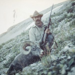 Bighorn Sheep Montana