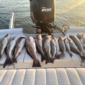 Redfish Fishing Texas