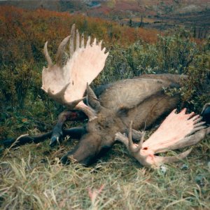 Alaska Yulon Moose Hunt