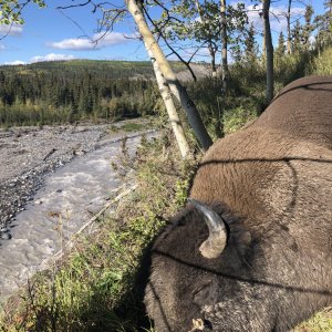 Alaska Wood Bison Hunt