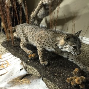 Bobcat Full Mount Taxidermy