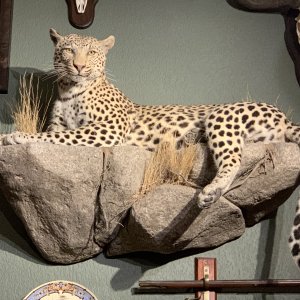 Leopard Full Mount Taxidermy