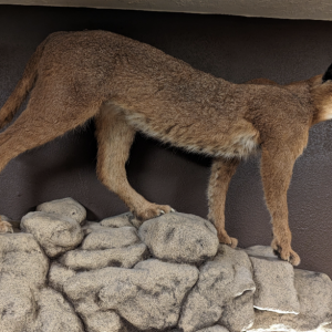 Carcacal Full Mount Taxidermy