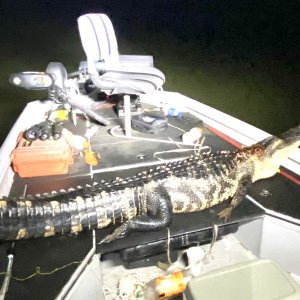 8 Feet & 8 Inches Alligator Hunt