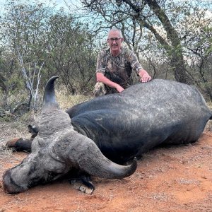 Buffalo Hunt South Africa