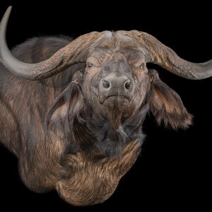 Buffalo Wall Pedestal Mount Taxidermy