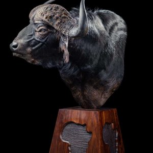 Buffalo Shoulder Pedastal Mount Taxidermy