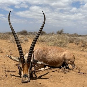 Grant's Gazelle Hunt Tanzania