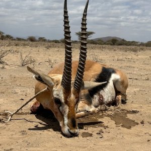 Thomson's Gazelle Hunt Tanzania