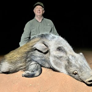 Bush Pig Hunt South Africa