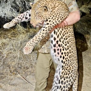 Leopard Hunt Namibia