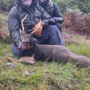 Sika Stag Hunt Scotland