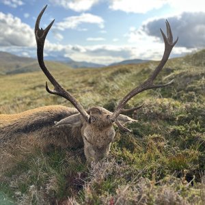 Red Stag Hunt Scotland