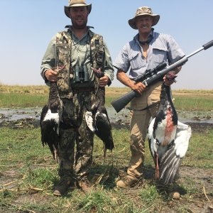 Egyptian Geese Hunt Caprivi Namibia