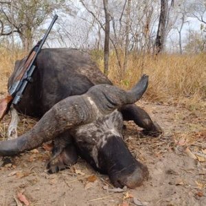 Buffalo Hunt Tanzania