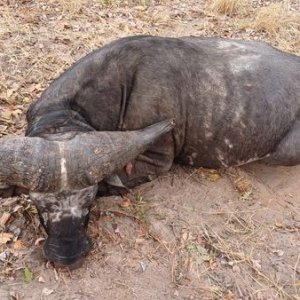 Buffalo Hunt Tanzania