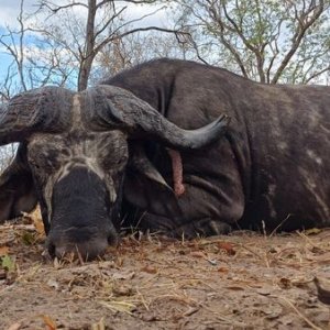 Buffalo Hunt Tanzania