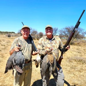 Guineafowl Over Pointer Dogs South Africa