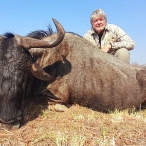 Blue Wildebeest Hunt South Africa