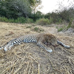 Leopard Hunt Charara Zimbabwe