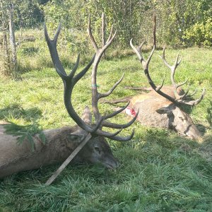 Carpathian Red Stag Hunt Romania