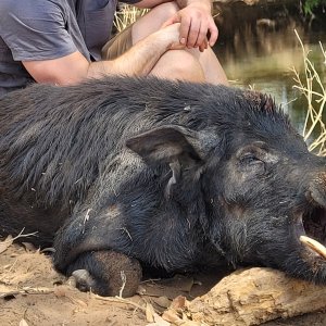 Wild Boar Hunt Northern Territory Australia