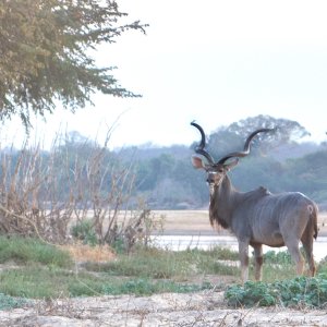Kudu Mozambique