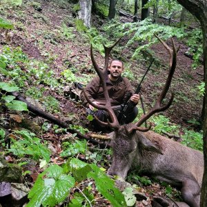 Carpathian Red Stag Hunt Romania