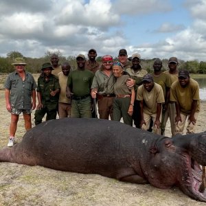 Hippo Hunt Selous Tanzania