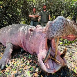 Hippo Hunt Selous Tanzania