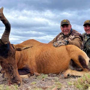 Red Hartebeest Hunt South Africa