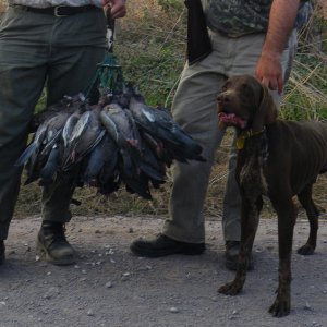 Bird Hunting Argentina