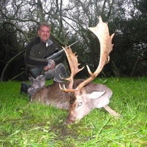 Fallow Deer Hunting Argentina