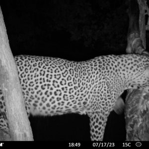 Leopard Trail Camera Zimbabwe