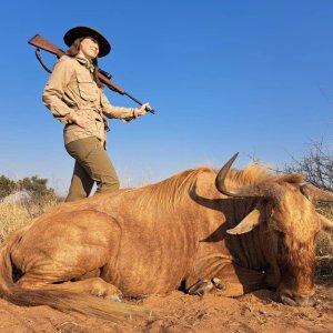 Golden Wildebeest Hunting Kalahari South Africa