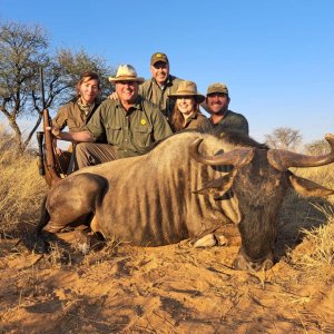 Blue Wildebeest Hunting Kalahari South Africa
