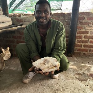 Leopard Skull