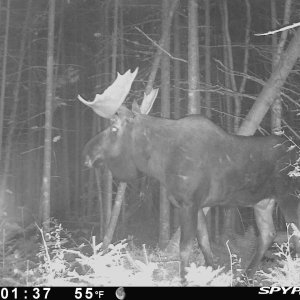 Moose Trail Camera Maine