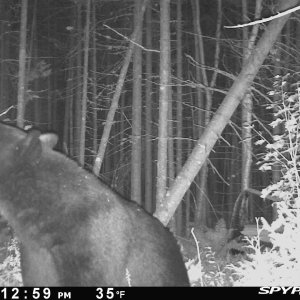 Bear Trail Camera Maine
