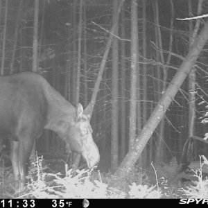 Moose Cow Trail Camera Maine