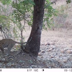 Leopard Trail Camera Zimbabwe